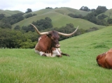 Long horns - some of the cattle that roam the ranch along with lots of other wild life.