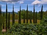 View from the Inn - Located in the vineyards in the heart of the Napa Valley you can walk to wineries.