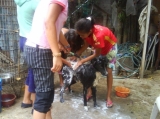 Helping Hands for Hounds of Honduras - Dog washing day at Pilar's sanctuary in Tegucigalpa.  At the sanctuary, Pilar usually has 20-24 dogs, most old, ill, injured, and unadoptable, usually there are cats, sometimes birds, as well.  HHHH rescues animals and cares for them, adopts them out when possible, and primarily makes sure no animal that can be reached by Pilar and her students suffers--Pilar is a retired ornithology professor, wh