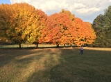 Fall Maples