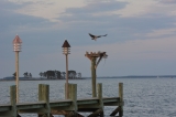 The back dock. - Overlooking the back cove and an oyster farm, the back dock has been used for morning meditation, yoga and of course, fishing or crabbing with chicken necks. There is a sandy kayak launch nearby, and they can be rented and delivered by the local marina.