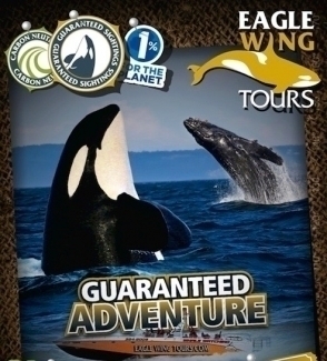 Eagle Wing Whale Watching Tours & Charters